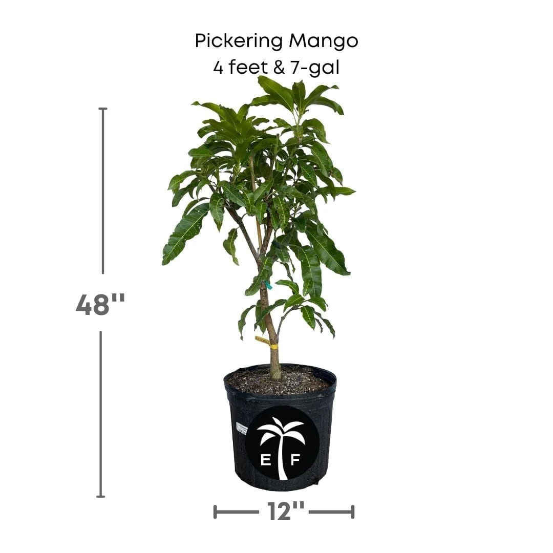 Pickering Mango Tree – Compact, Cold-Hardy & Grafted for Early Fruit - Image 4