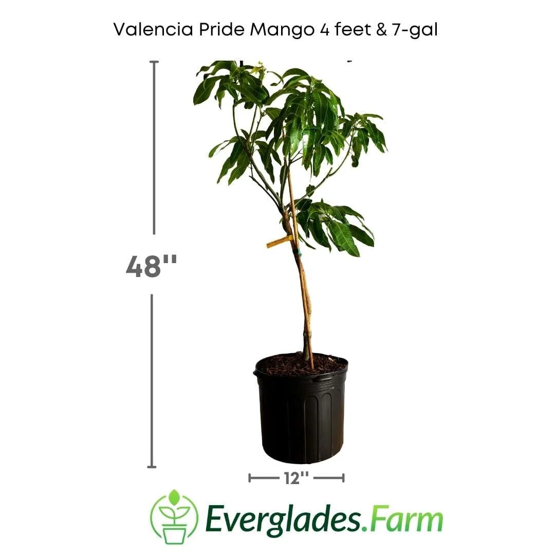 Valencia Pride Mango Tree Grafted - Image 4