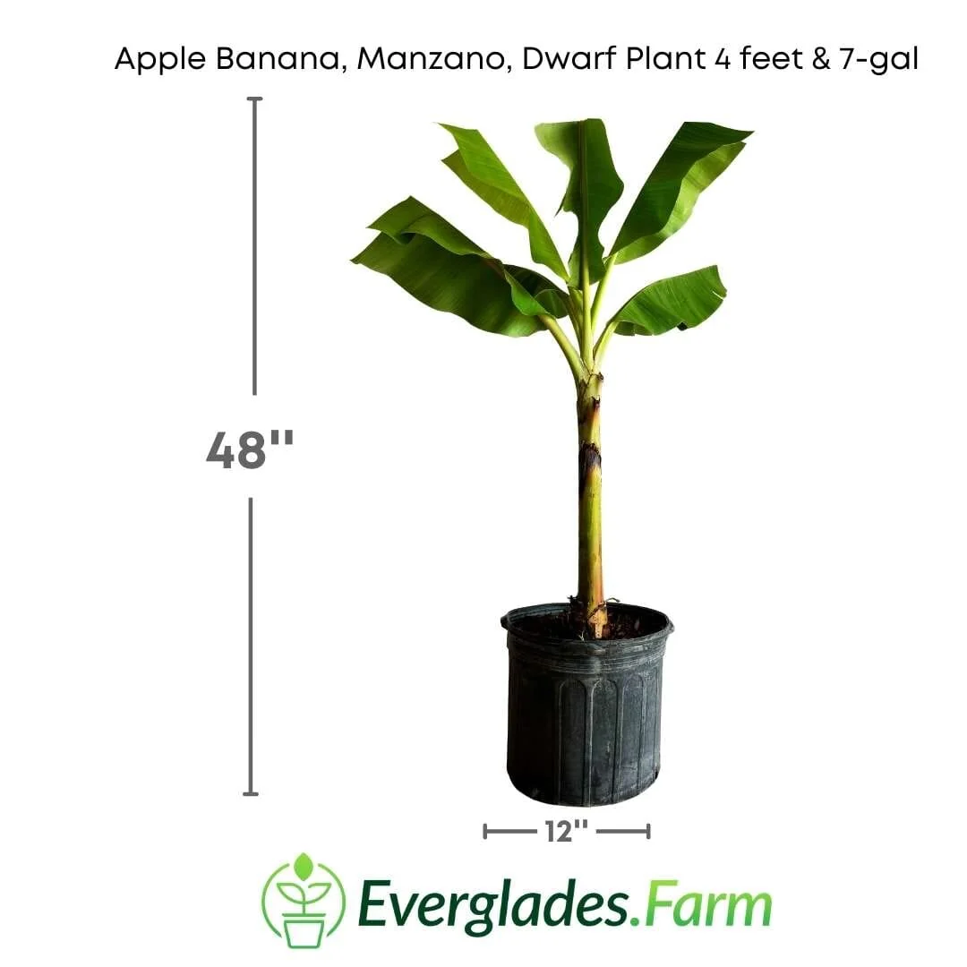 Apple Banana, Manzano, Dwarf Plant - Image 4