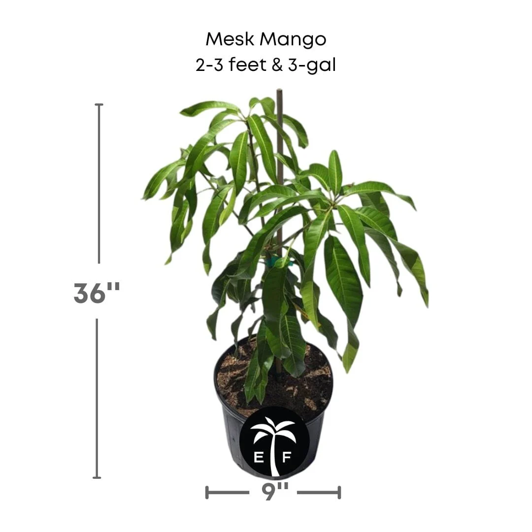 Mesk Mango Tree, Grafted - Image 3