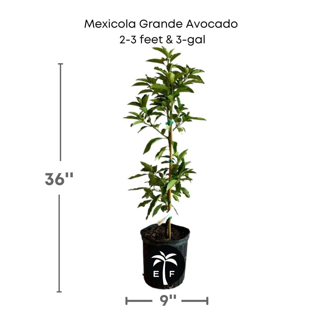 Mexicola Grande Avocado Tree, Grafted - Image 3