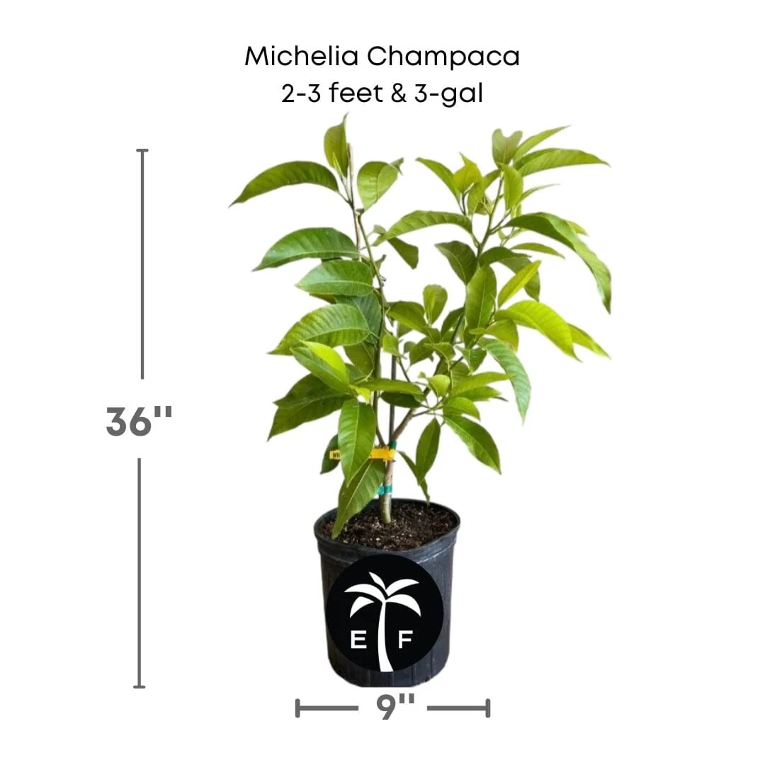 Michelia Champaca, Tree from Seedlings - Image 3