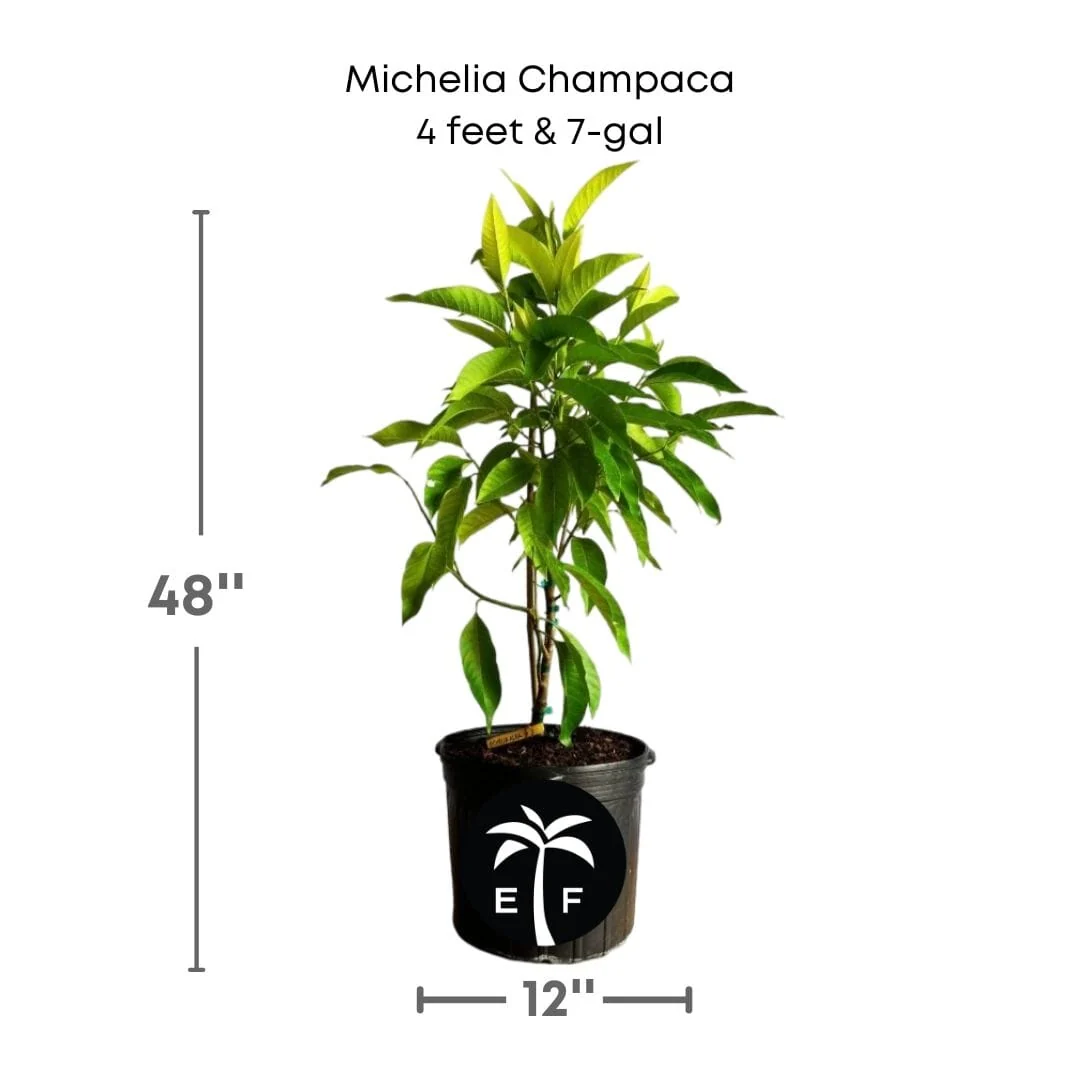 Michelia Champaca, Tree from Seedlings - Image 4