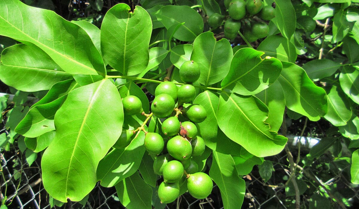 Montgomery Mamoncillo, Air Layered Tree, Spanish Lime - Image 3