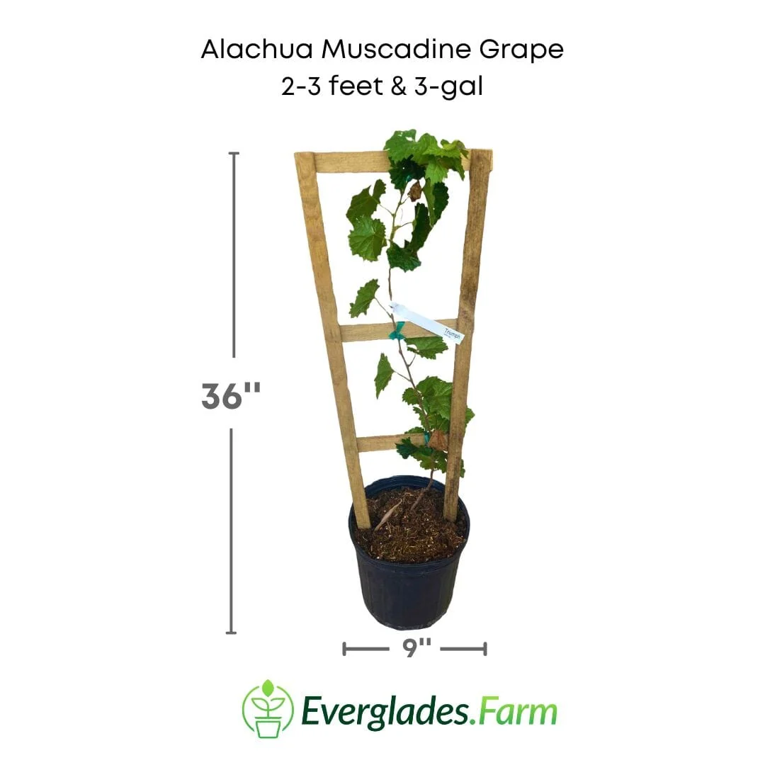 Carlos Muscadine Grape Vine - Vitis rotundifolia - Image 4