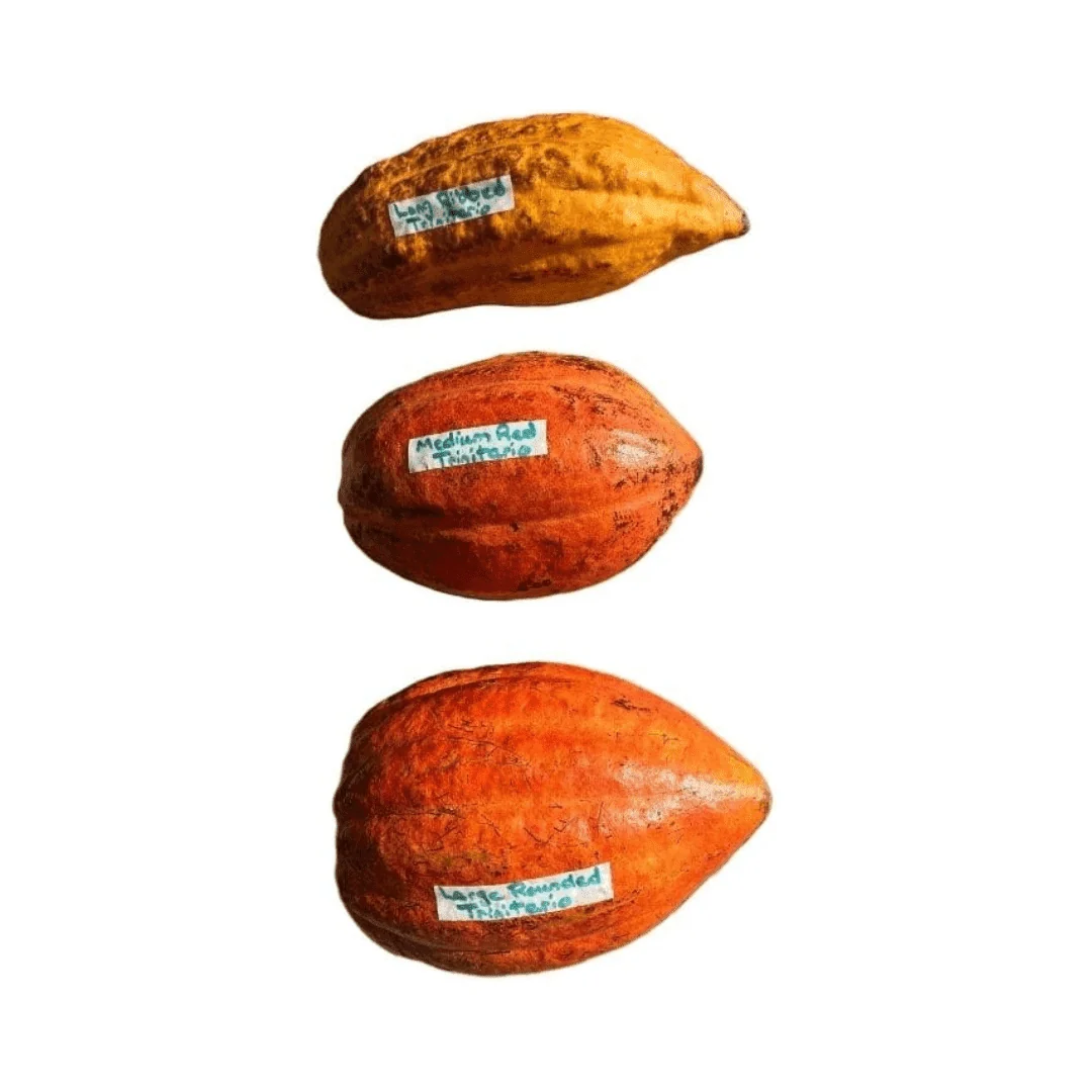 Nacional Cacao Chocolate Tree – Rare Heirloom Variety, Live Plant for Home Growing - Image 5
