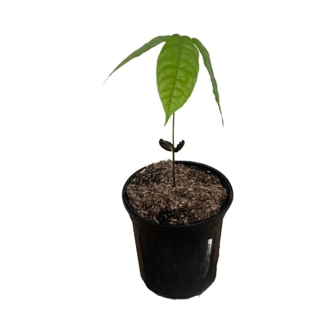 Nacional Cacao Chocolate Tree – Rare Heirloom Variety, Live Plant for Home Growing - Image 6