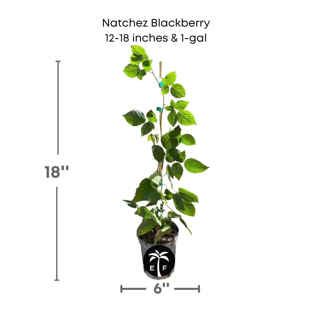 Natchez Thornless Blackberry Plant - Image 4