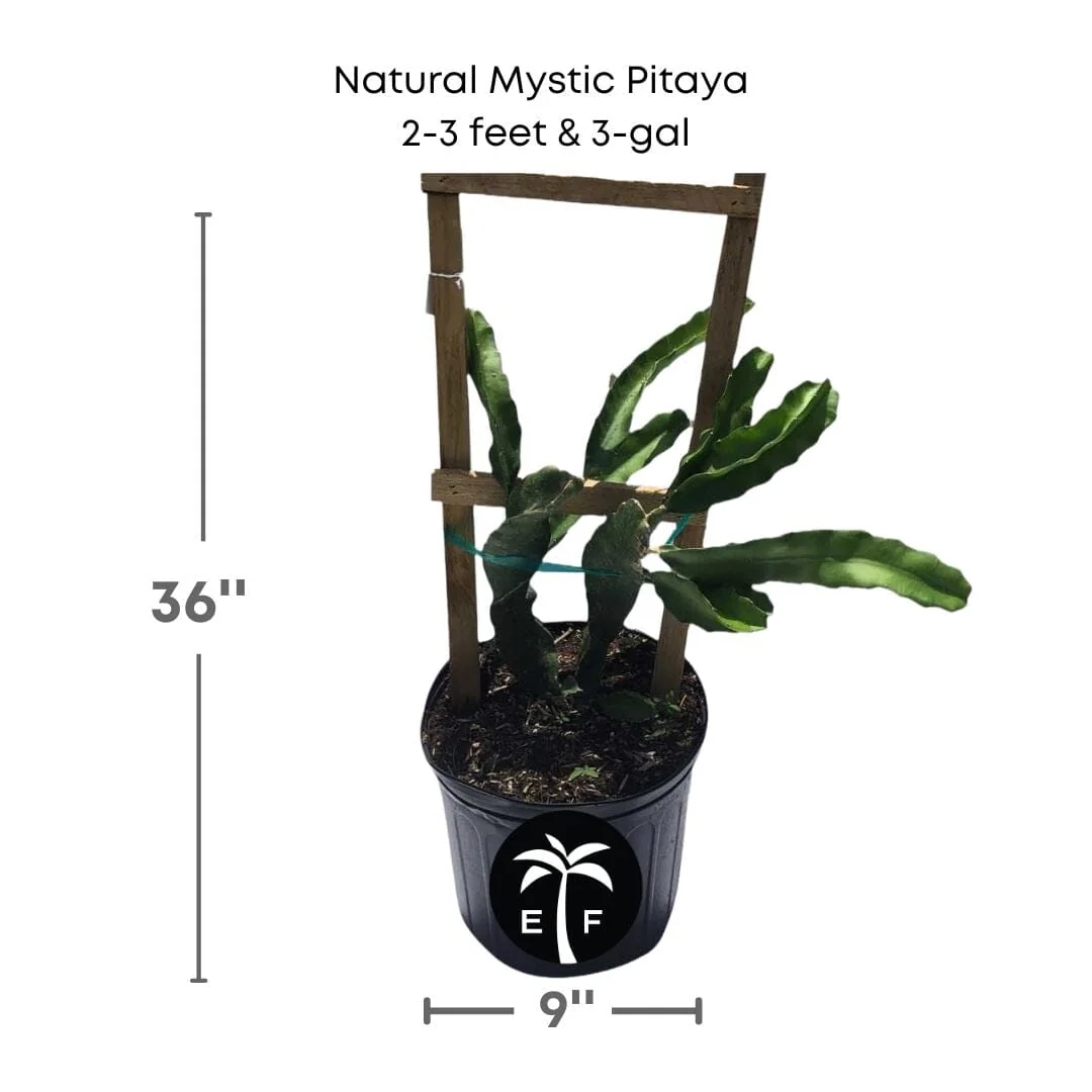 Natural Mystic Pitaya, Dragon Fruit Red - Image 3