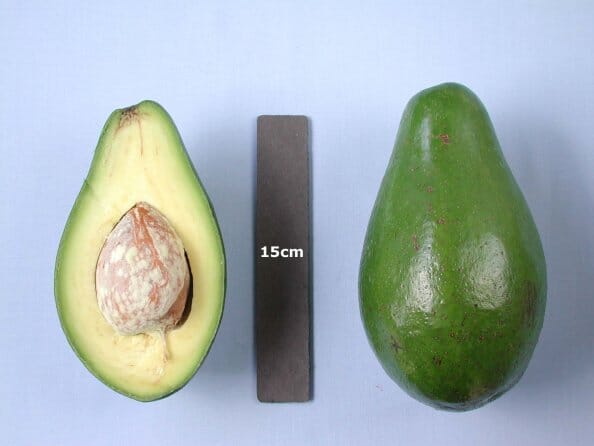 Nesbitt Avocado Tree Grafted
