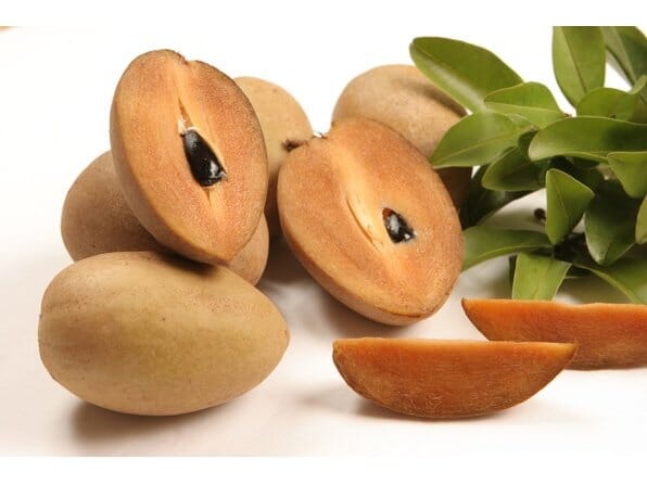 Brown Sugar Sapodilla Nispero Tree Grafted