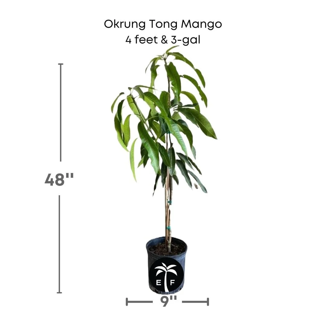 Okrung Tong Mango Tree, Grafted - Image 4