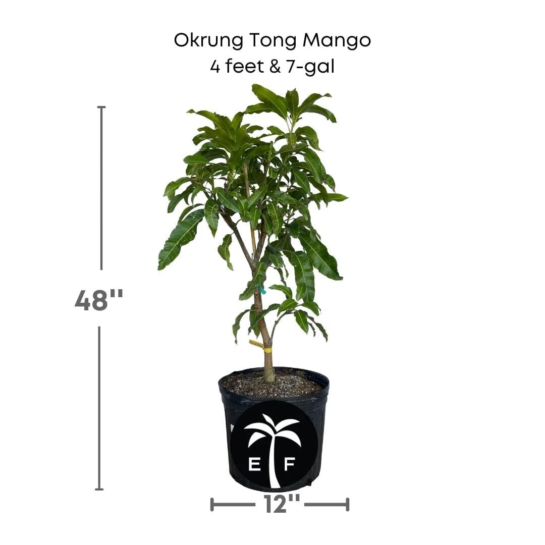 Okrung Tong Mango Tree, Grafted - Image 5