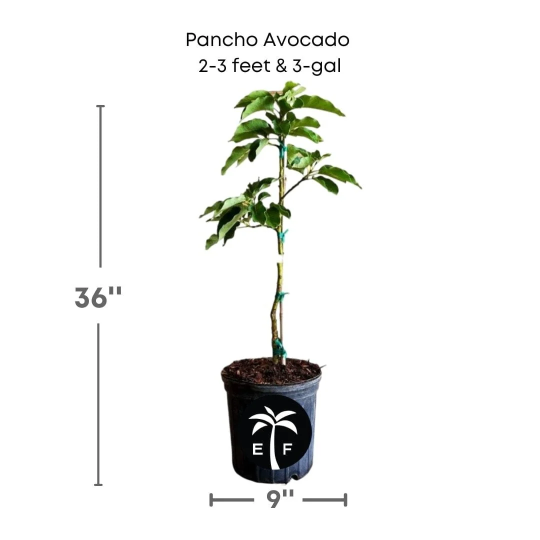 Pancho/Poncho Avocado Tree, Grafted - Image 3