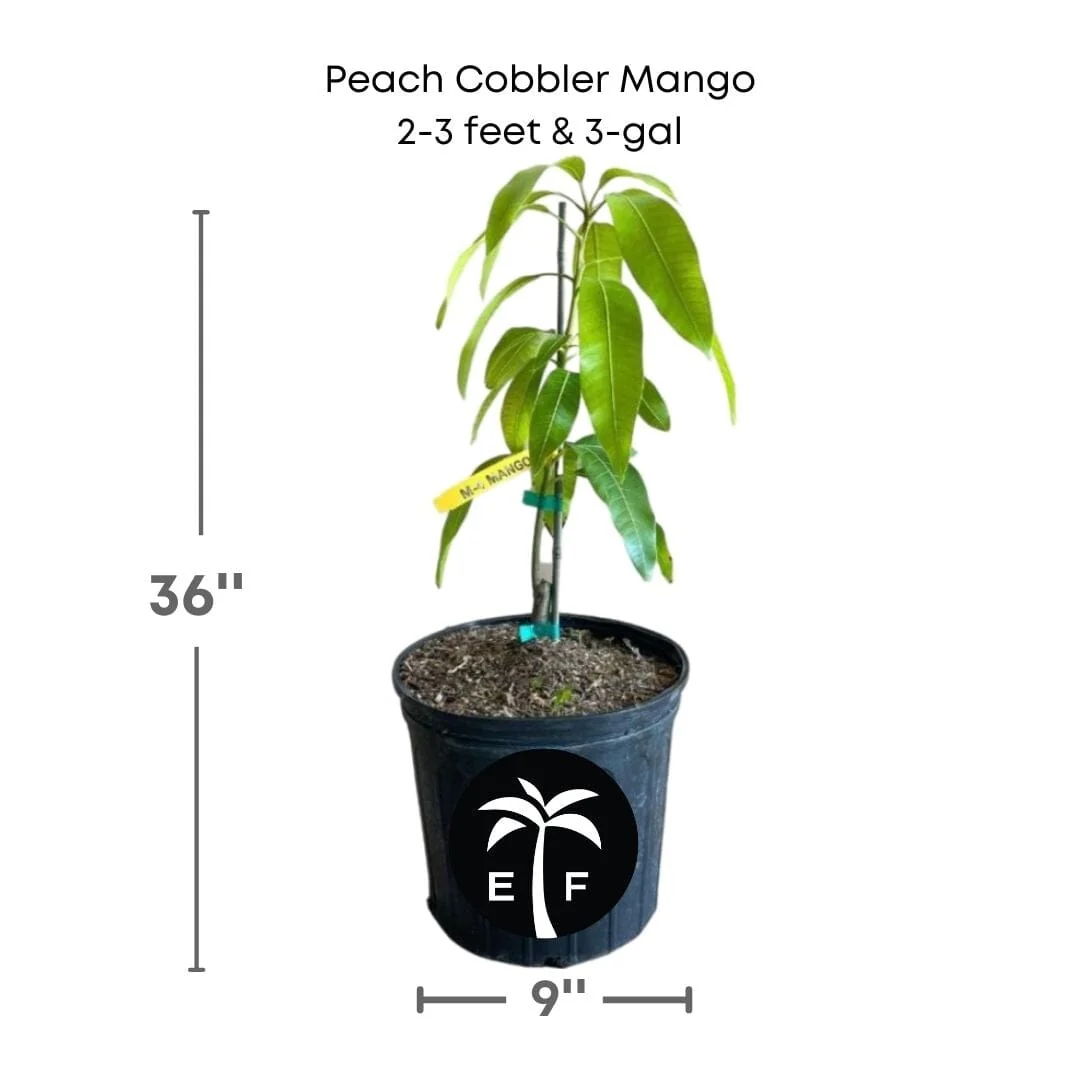 Peach Cobbler Mango Tree Grafted - Image 2