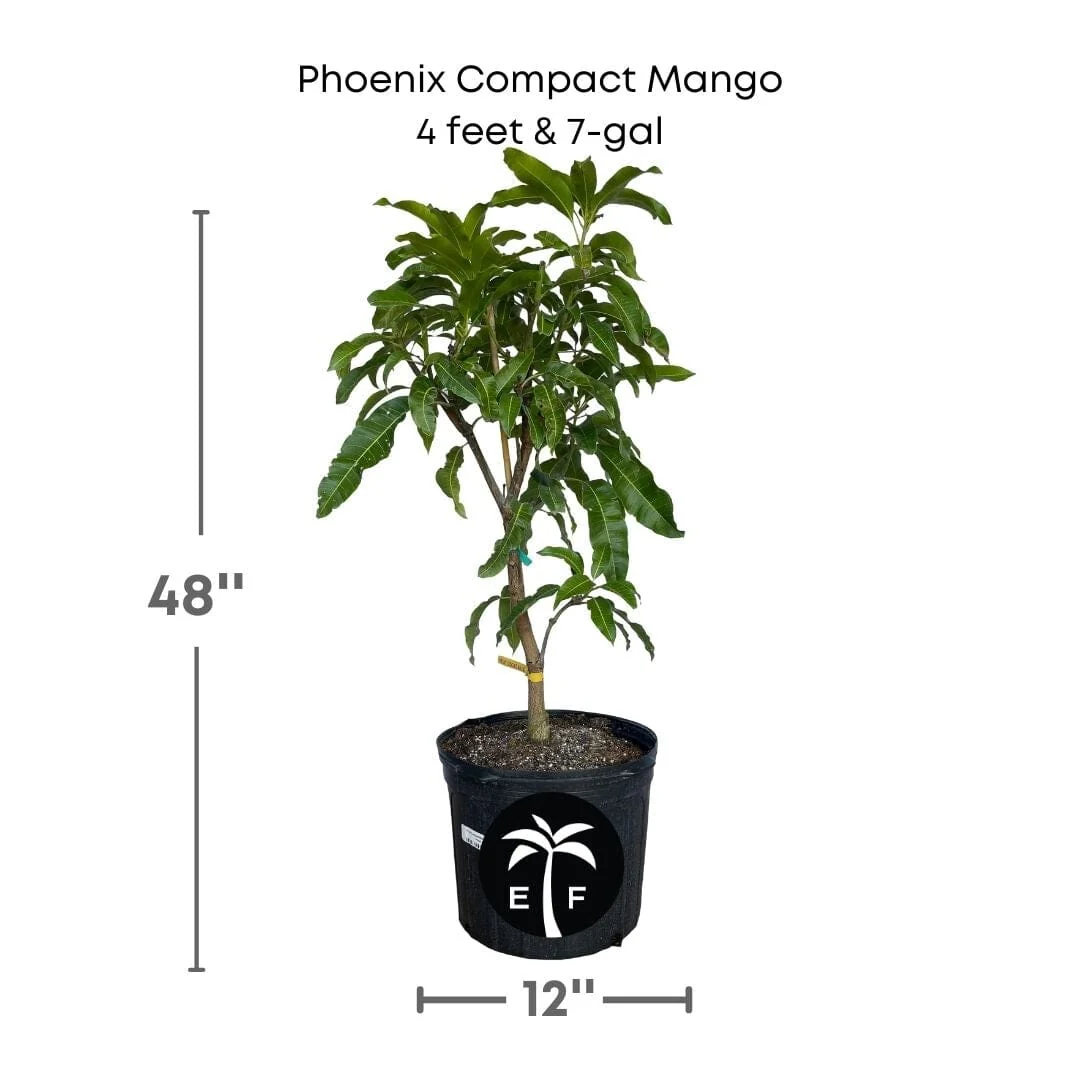 Phoenix Compact Mango Tree, Grafted - Image 3