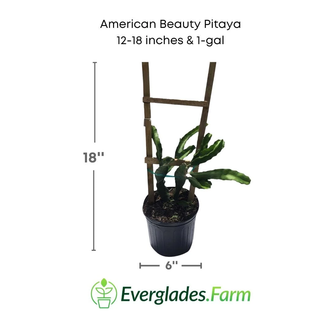 American Beauty Pitaya, Dragon Fruit Red - Image 4