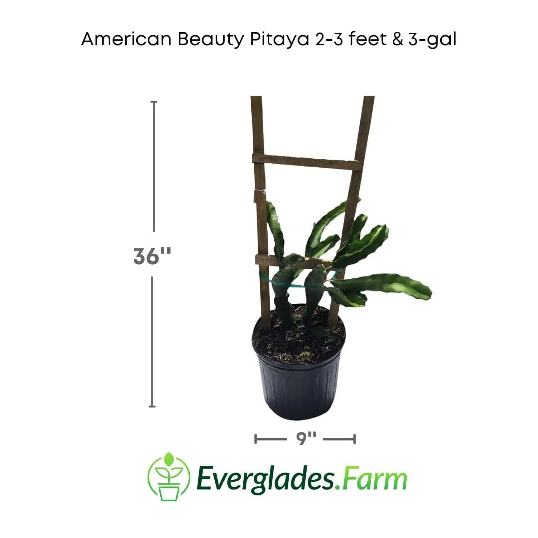 American Beauty Pitaya, Dragon Fruit Red - Image 5