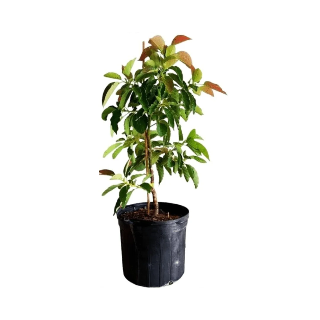 Pollock Avocado Tree, Grafted - Image 3