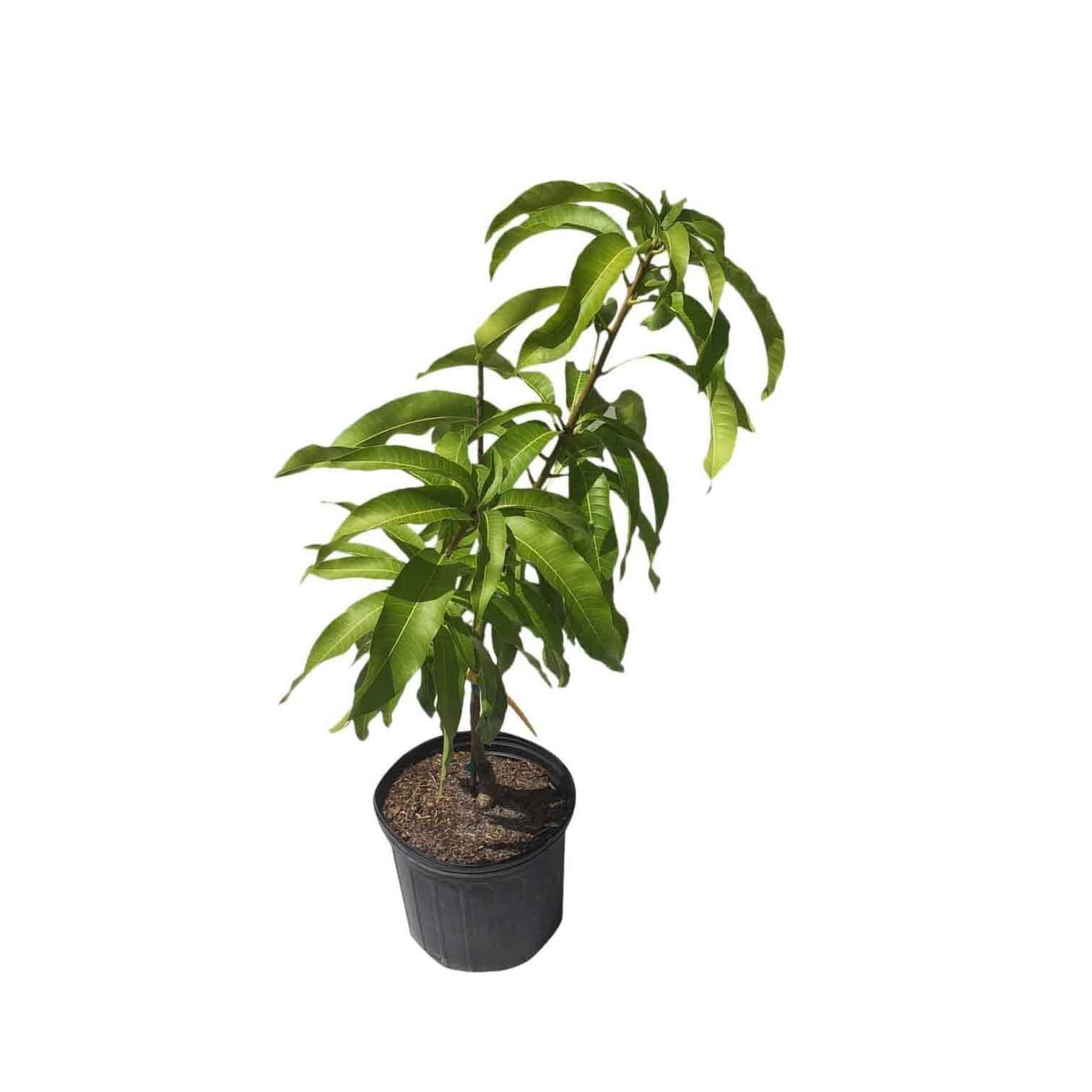 Pram Kai Mea / Brahm Kai Meuo Mango Tree, Grafted - Image 2