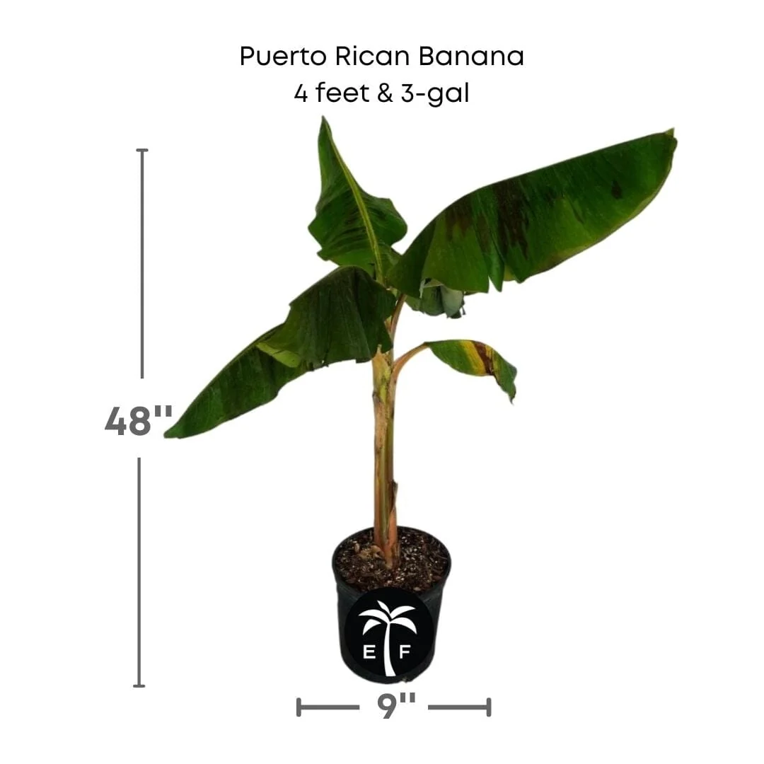 Puerto Rican Dwarf Plantain Banana Tree - Image 6