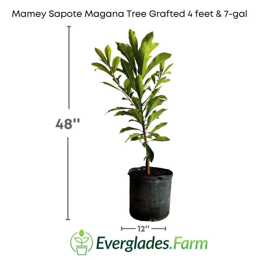 Pumpkin Pie Dwarf Mamey Sapote Tree Grafted - Image 4