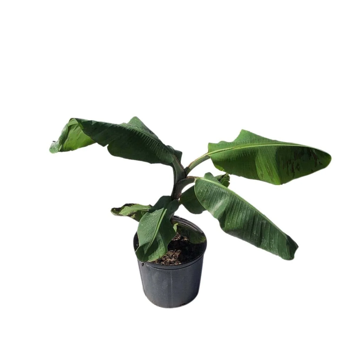Veinte Cohol Dwarf Banana Plant - Image 2