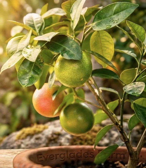 Ray Ruby Grape Fruit Tree Grafted