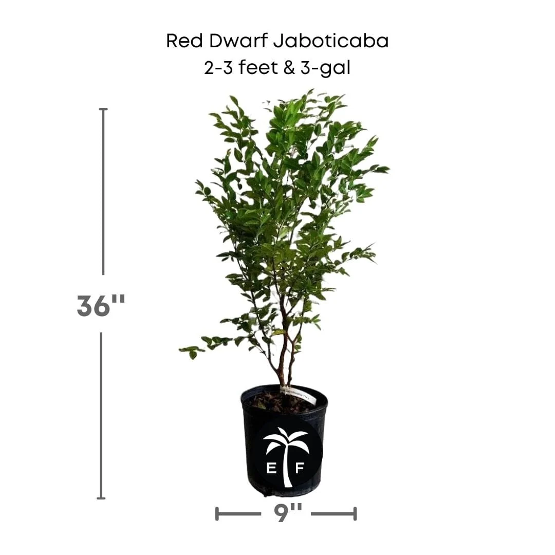 Red Dwarf Jaboticaba Tree, Hybrid - Image 3