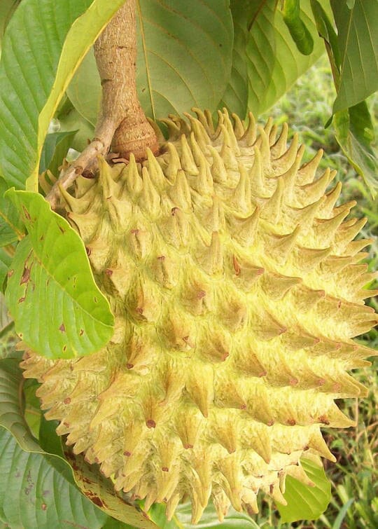 Rollinia Deliciosa Fruit Tree from seedlings - Image 3