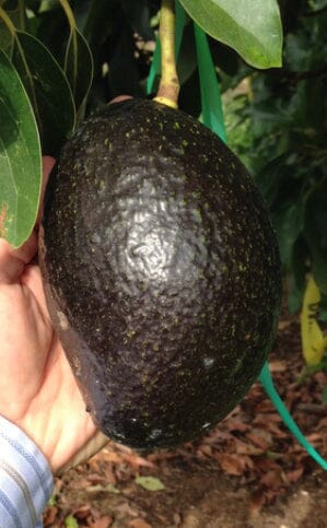 Ronnie Avocado Tree Grafted