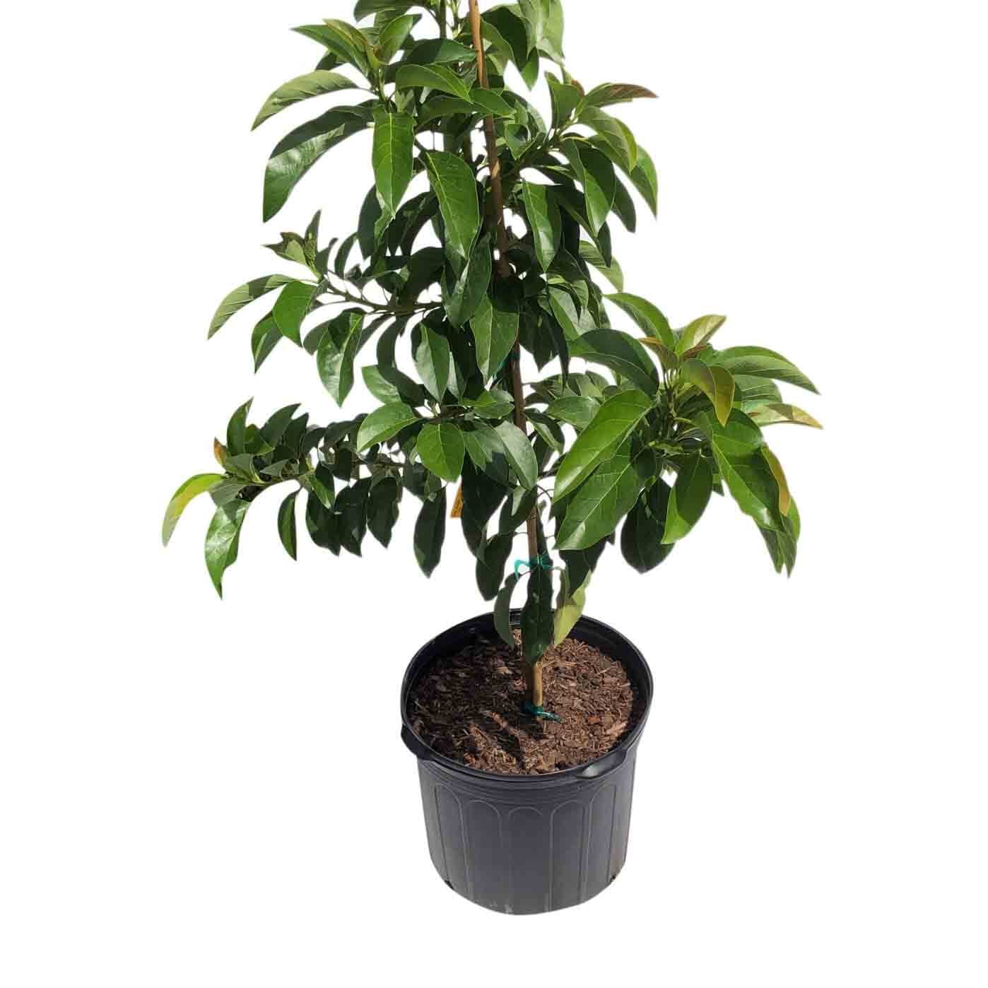 Ronnie Avocado Tree Grafted - Image 3