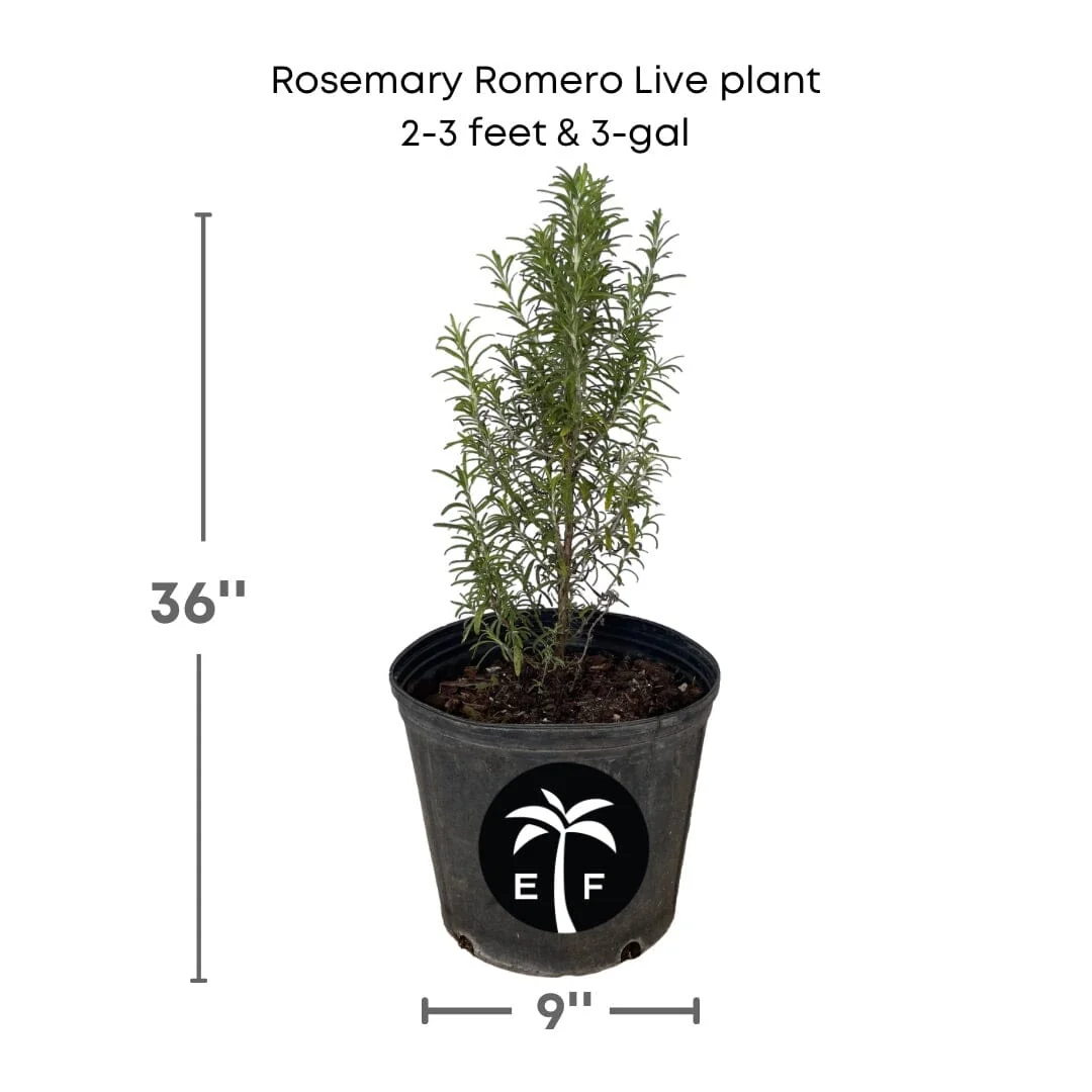 Rosemary Romero Live Plant in 3 gal container - Image 2