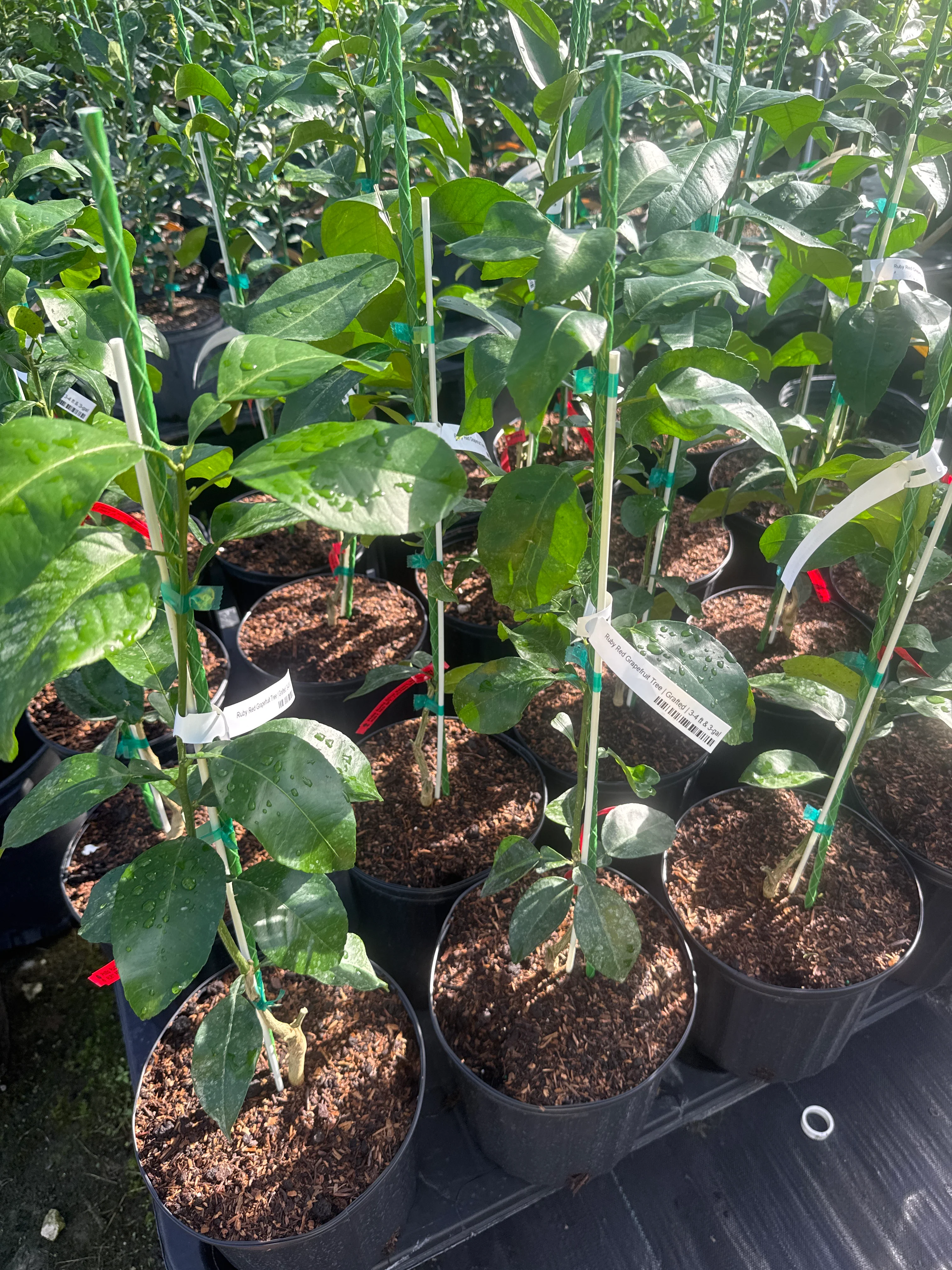 Ruby Red Grapefruit  Tree Grafted - Image 3