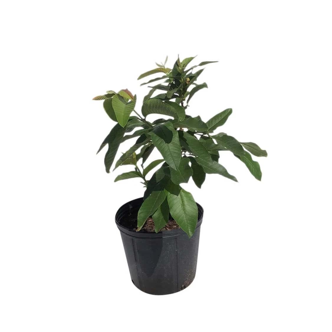 Ruby Supreme Pink Guava Tree | Grafted - Image 3