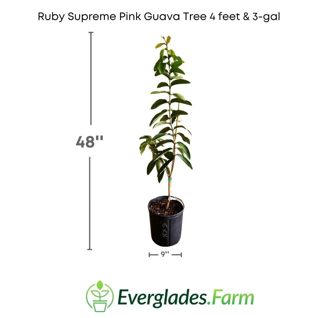 Ruby Supreme Pink Guava Tree | Grafted - Image 5