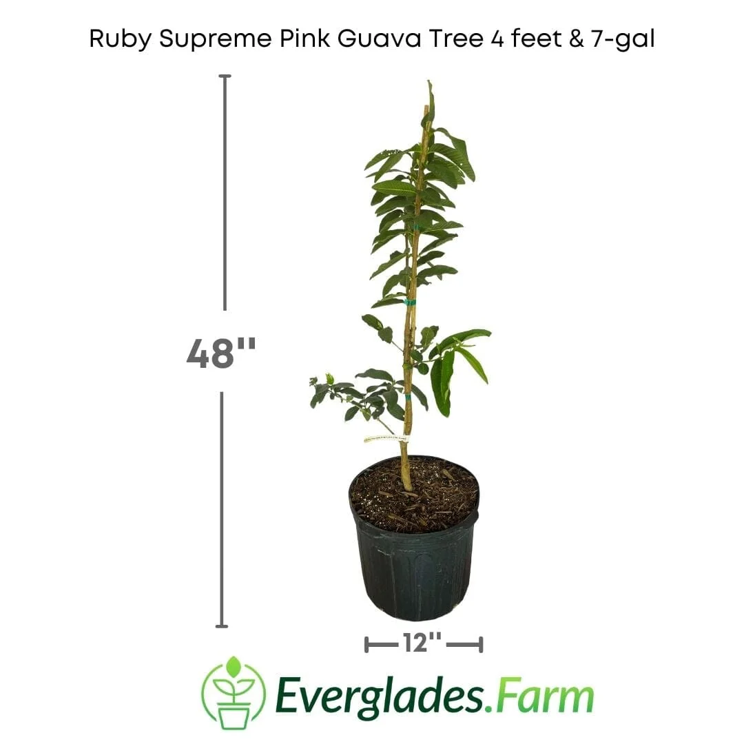 Ruby Supreme Pink Guava Tree | Grafted - Image 6