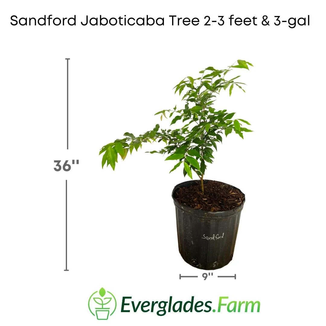 Sanford Jaboticaba Tree - Image 4