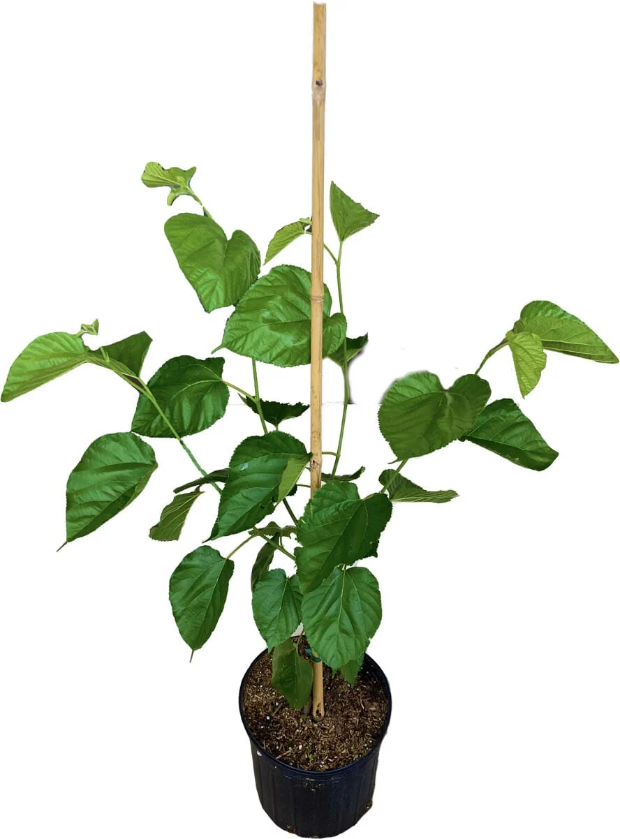 Santol Tree - Image 3