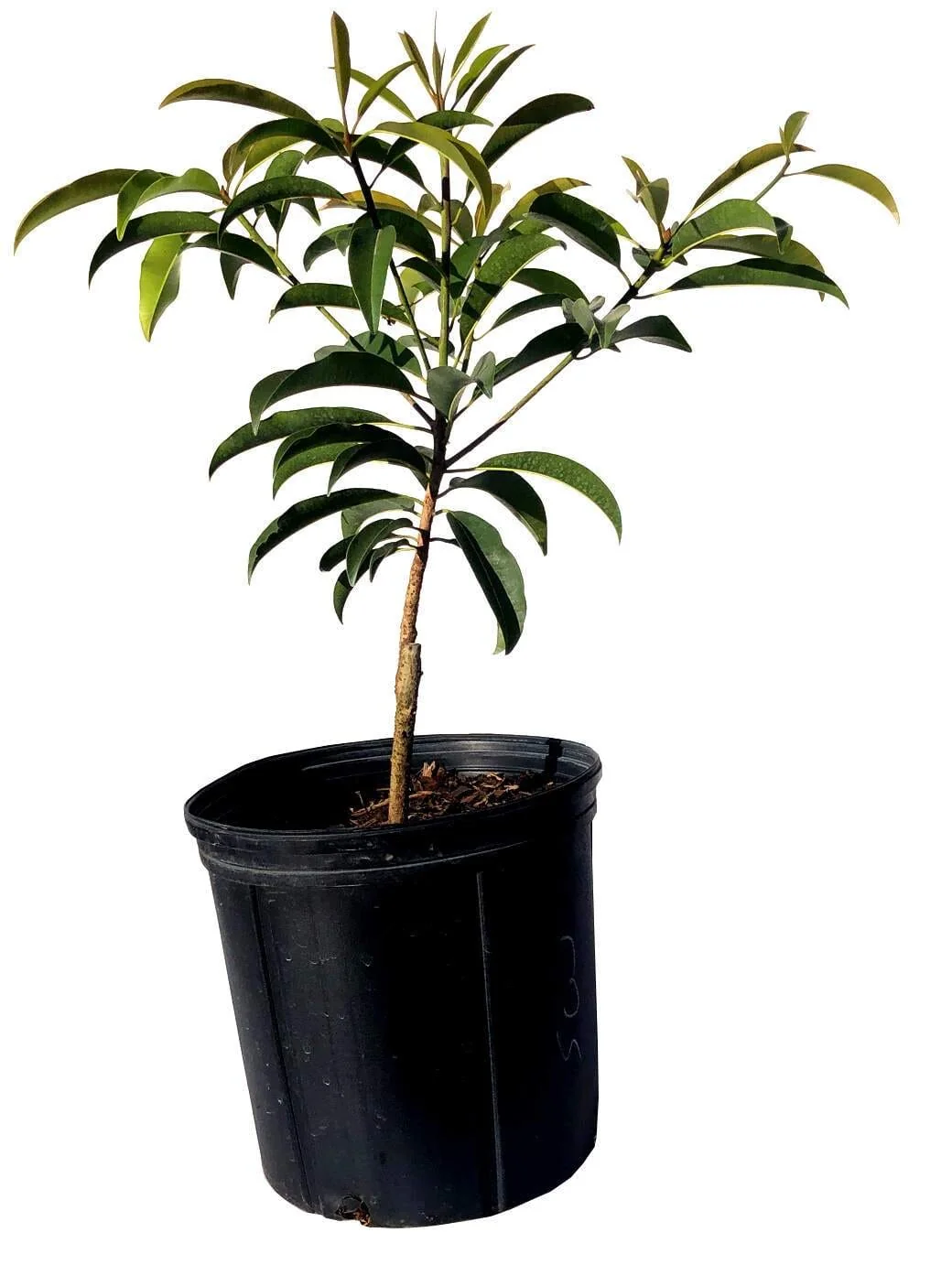 Sapodilla Nispero OX, Tree Grafted - Image 2