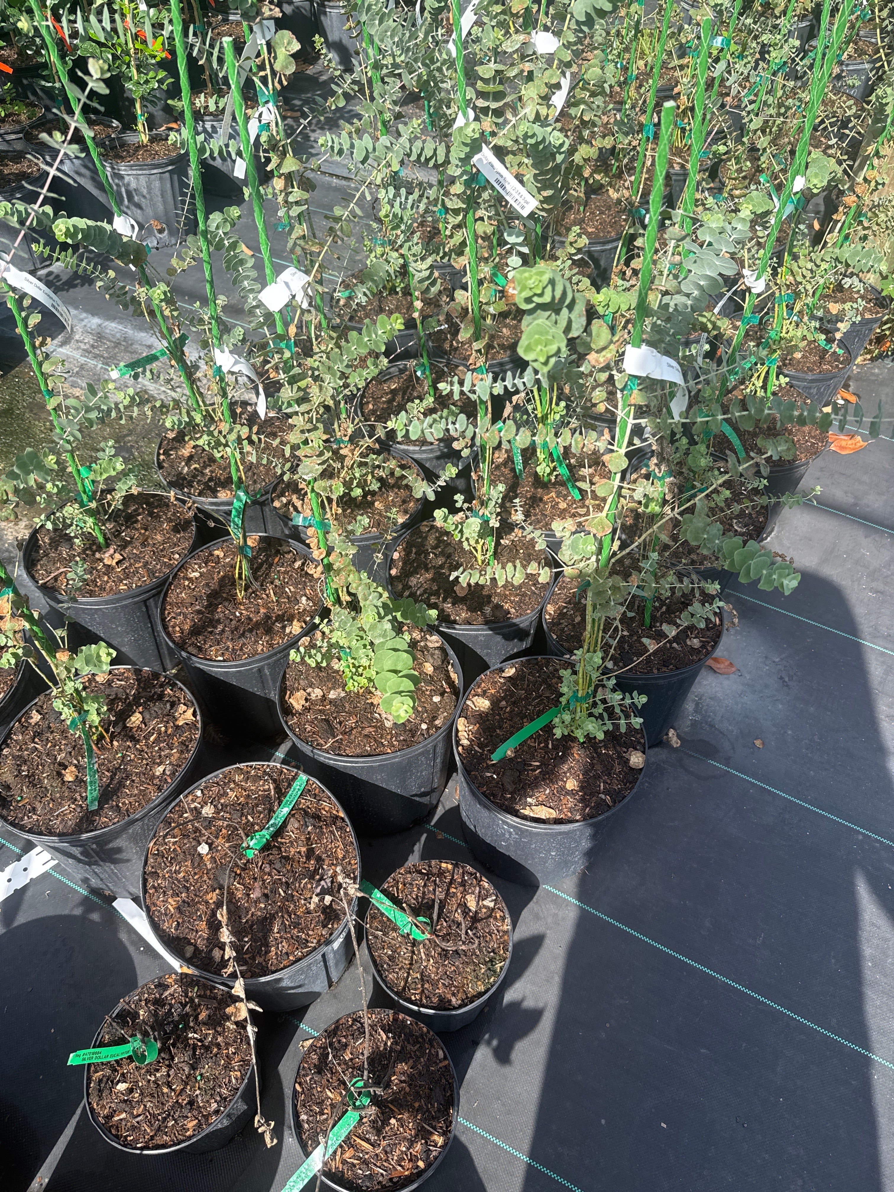 Silver Dollar Eucalyptus Tree - Eucalyptus cinerea - Fast Growing Evergreen with Fragrant Leaves - Image 3