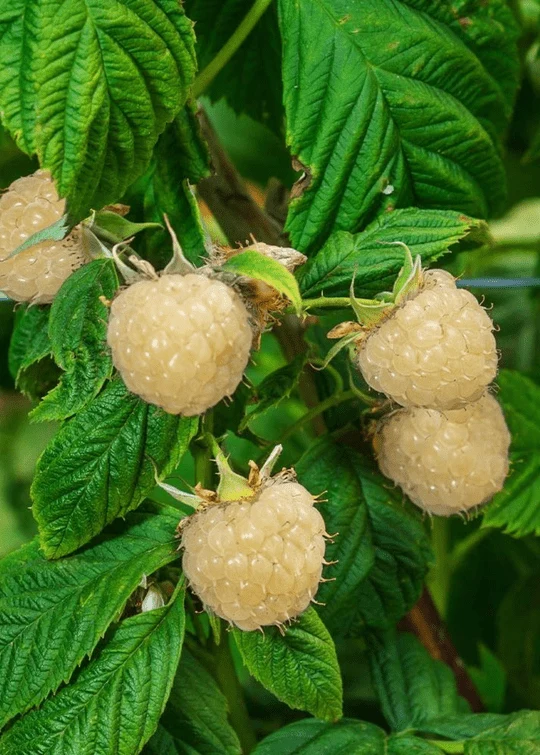 Snowbank White Blackberry | Live Plant
