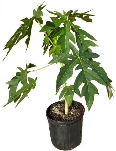 Solo Papaya Dwarf Tree - Image 2