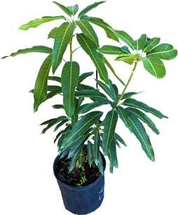 Son Pari Mango Tree Grafted
