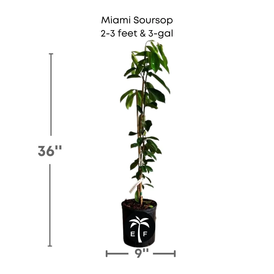 Soursop, Guanabana Grafted Fruit Tree - Image 5