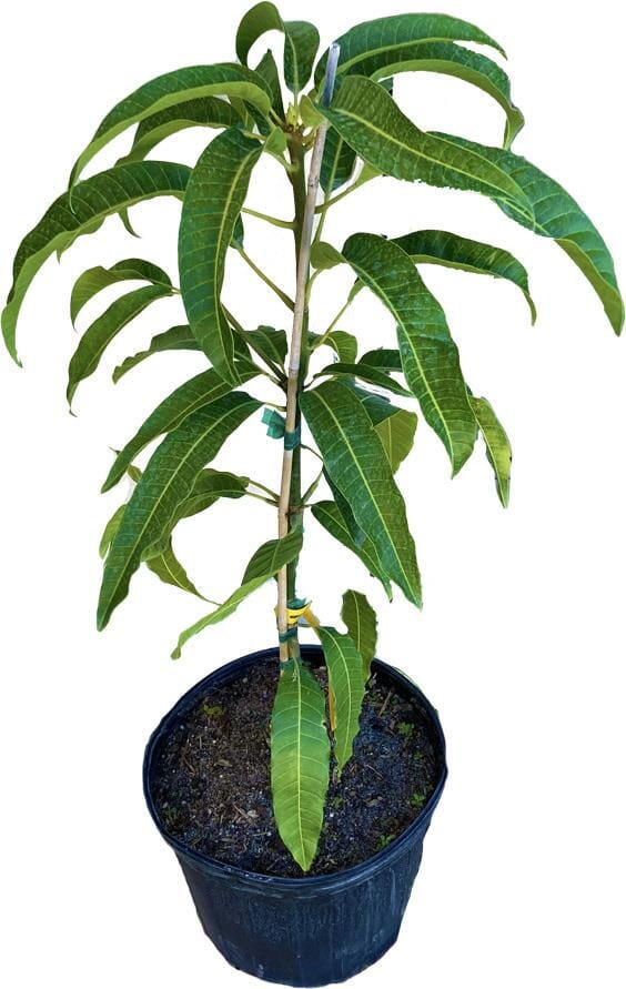 Mango Trees For Sale