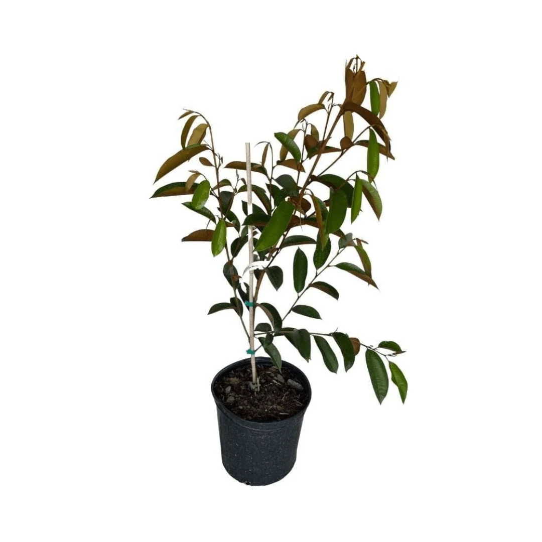 White Star Apple / Caimito Blanco Star Hipolito Fruit Tree Grafted