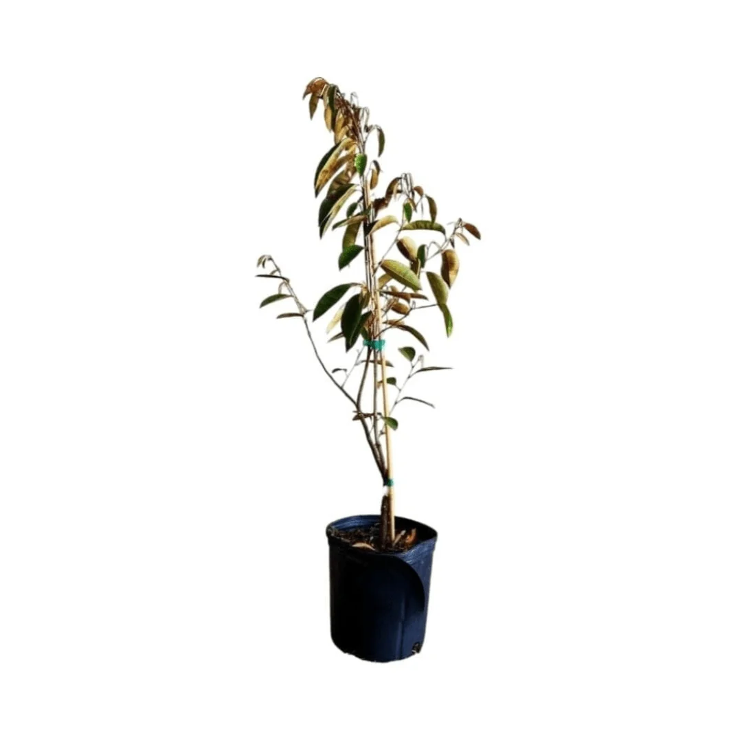 Purple Star Apple / Caimito Morado Grafted - Image 5
