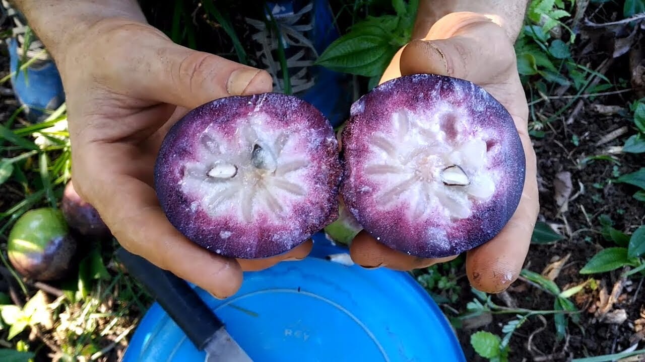 Star Apple Purple Caimito Morado Tree from Seedling - Image 3