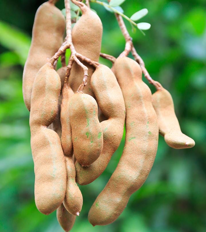 Sweet Tamarind Tree, Grafted